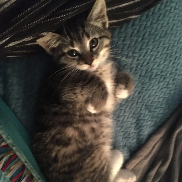 Meet your Posher, Fairon - Picture 3 of 3